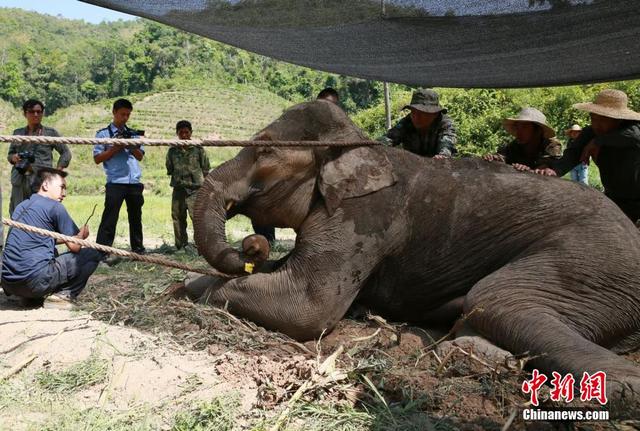 西双版纳一野生大象陷泥潭 现场打点滴输液