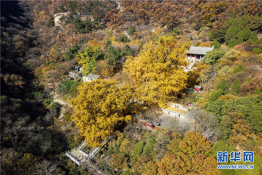 泰山玉泉寺千年银杏落叶 宛若黄金童话世界