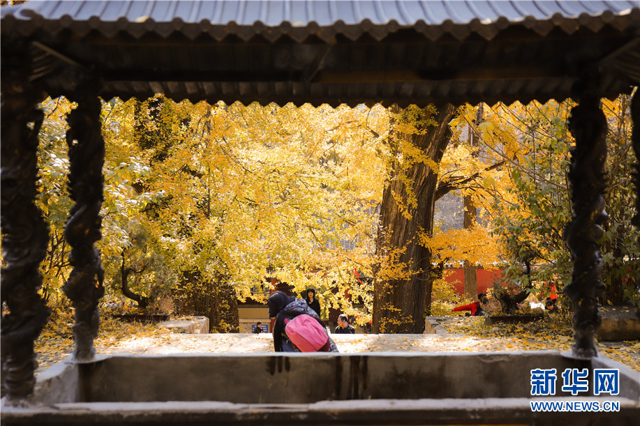 泰山玉泉寺千年银杏落叶 宛若黄金童话世界