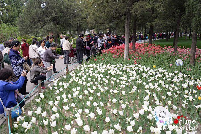 北京景山公园牡丹文化艺术节举行 游客沉醉花海