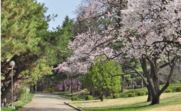 4月朝鲜春意正盛 市民赏花游园兴致浓