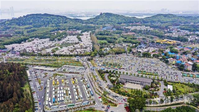 东湖樱花园5天接待游客逾20万人次 停车场一位难求