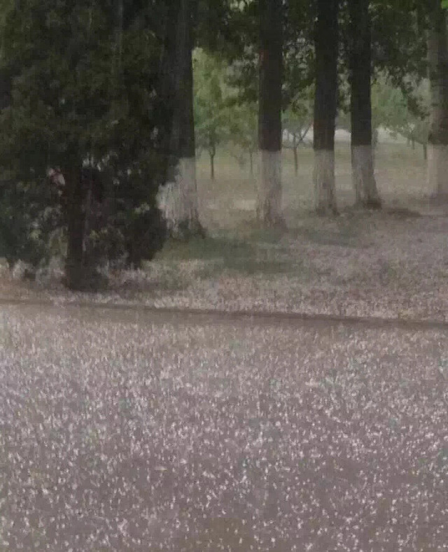 济南迎来暴雨侵袭 大块冰雹砸向市区