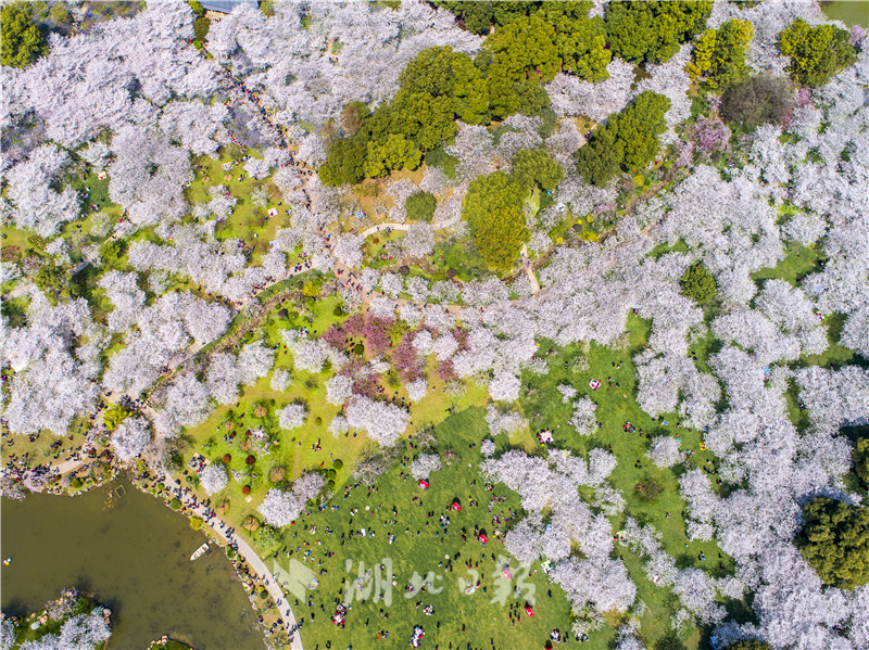 航拍大图！武汉东湖樱花园樱花怒放