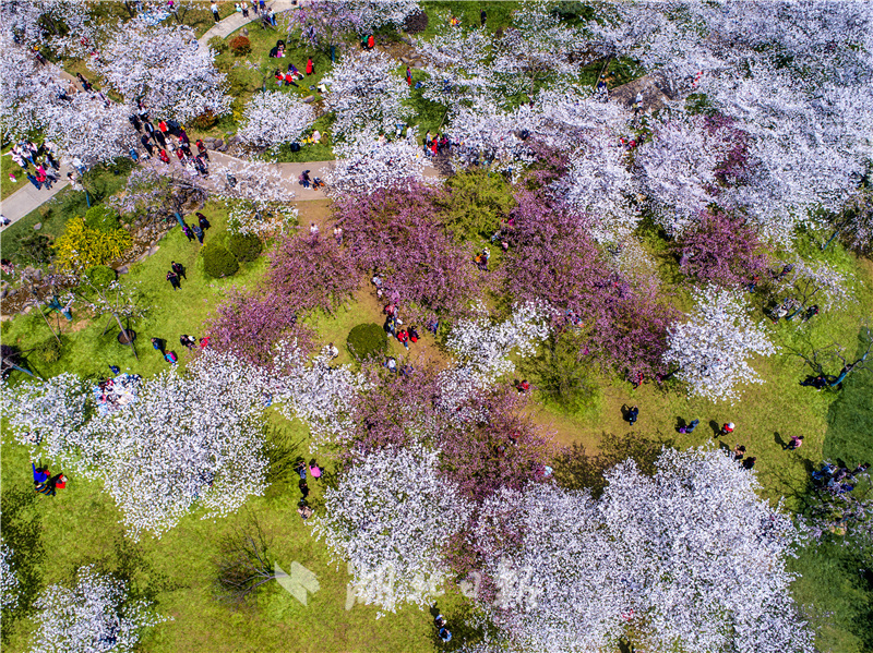 航拍大图！武汉东湖樱花园樱花怒放