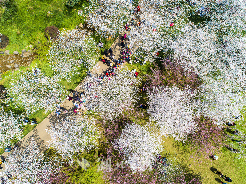 航拍大图！武汉东湖樱花园樱花怒放