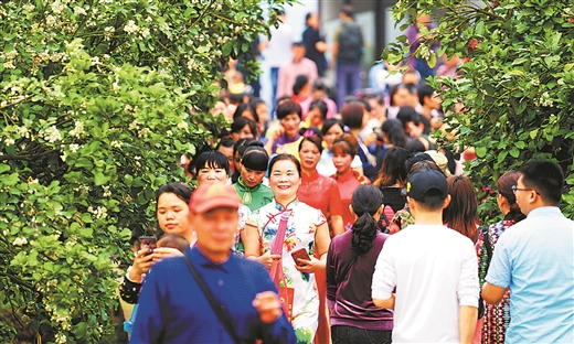 万亩柚花醉游客