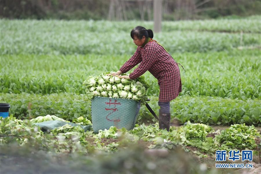 管好蔬菜地 保障“菜篮子”