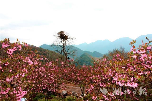 长阳木瓜花文化旅游节开幕 小木瓜成长为亿元大产业