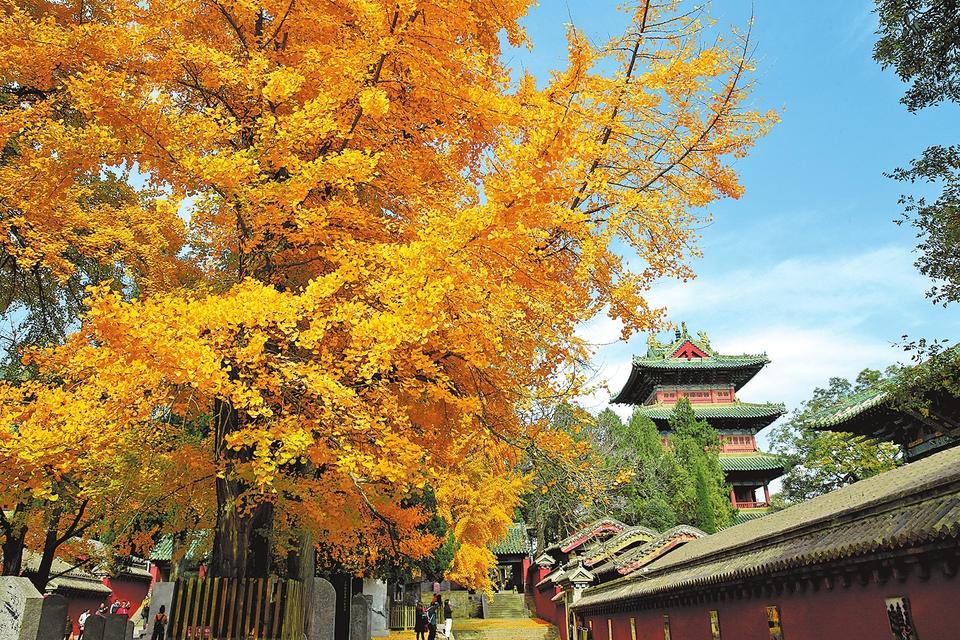 河南嵩山少林寺：千年银杏披金甲