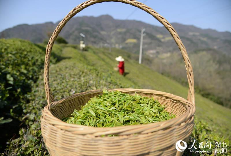 湖北保康：明前茶飘香 茶农采茶忙