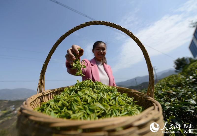 湖北保康：明前茶飘香 茶农采茶忙