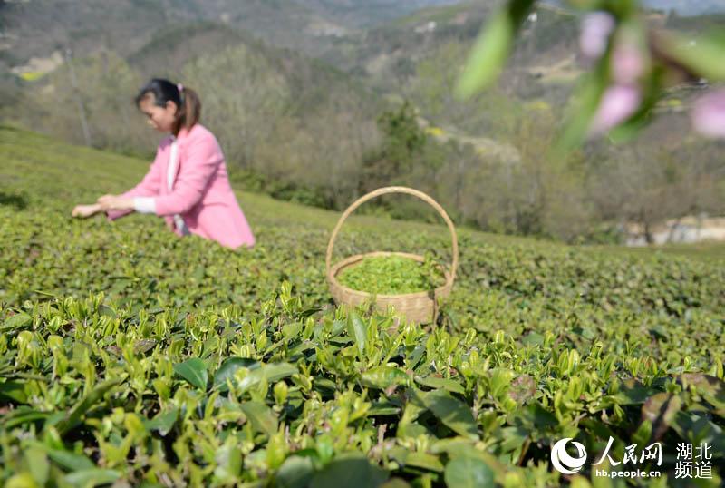 湖北保康：明前茶飘香 茶农采茶忙