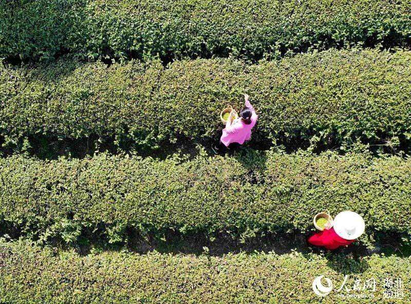 湖北保康：明前茶飘香 茶农采茶忙