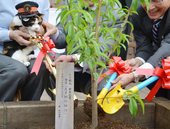 日本猫站长迎16岁“高寿” 百名粉丝共同庆生