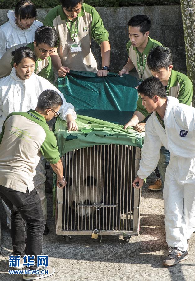 中央赠澳大熊猫飞抵澳门