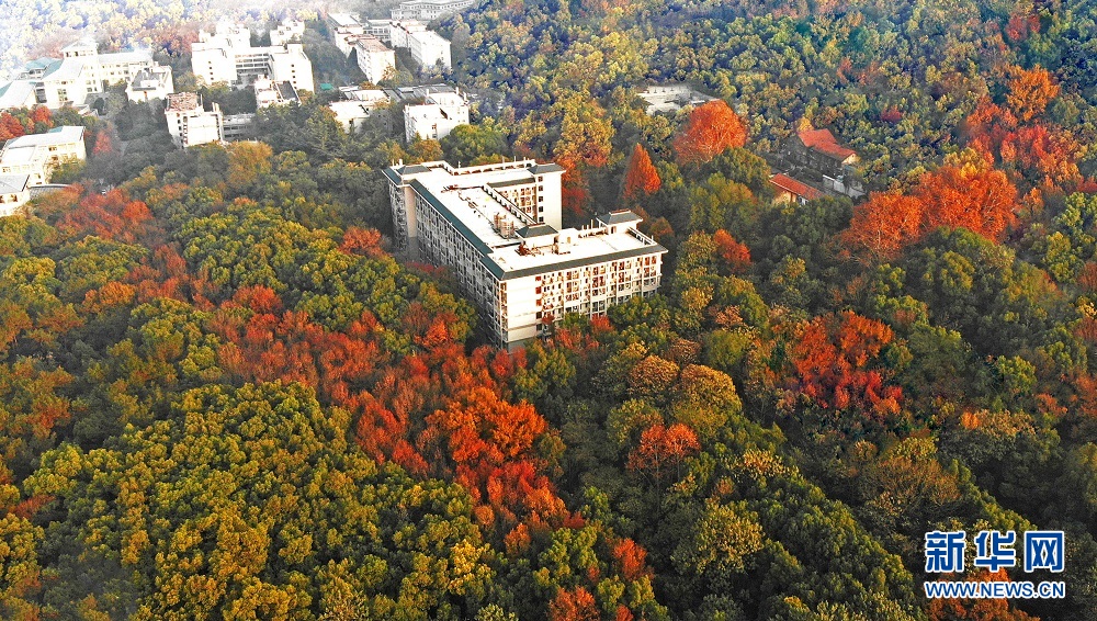 航拍初冬武汉大学 各色树木与校园古建相映成景