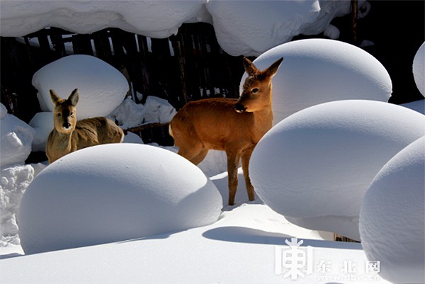 “欢迎您来黑龙江走亲戚” 黑龙江冰雪盛宴邀山东老乡“续”关东情