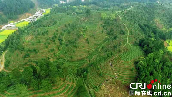 贵州安顺：“文明中华”生态茶叶基地落户安顺