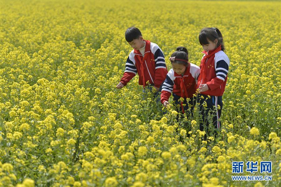 河北沙河：油菜花开 乐享春光