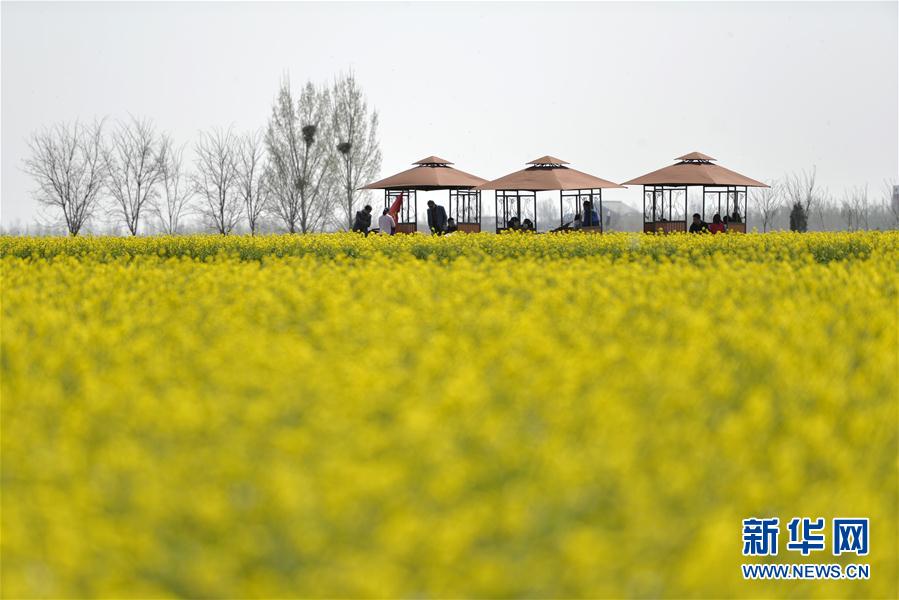 河北沙河：油菜花开 乐享春光