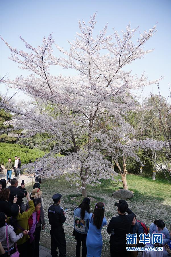 陕西：西安青龙寺 樱花引客来