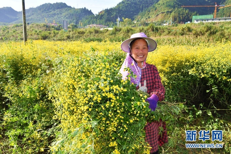 野菊花获丰收 大地披上“黄金甲”