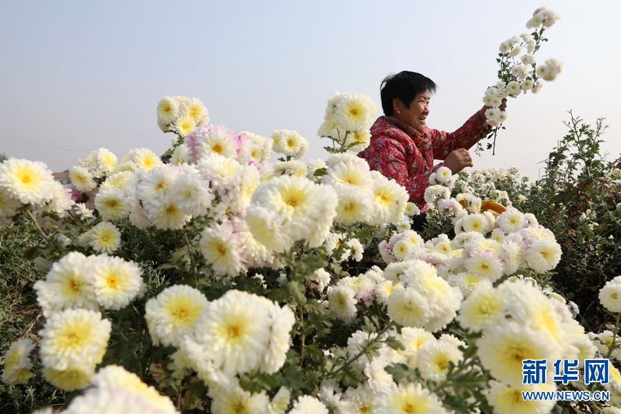 焦作温县：初冬时节采菊忙