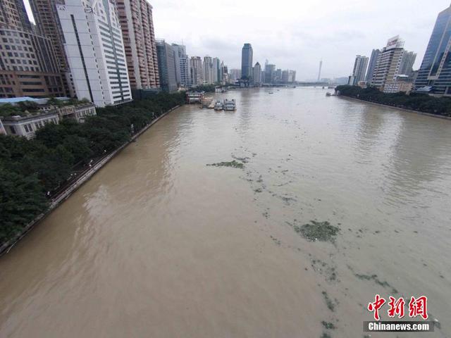 广东连日暴雨 水浮莲侵入珠江成灾