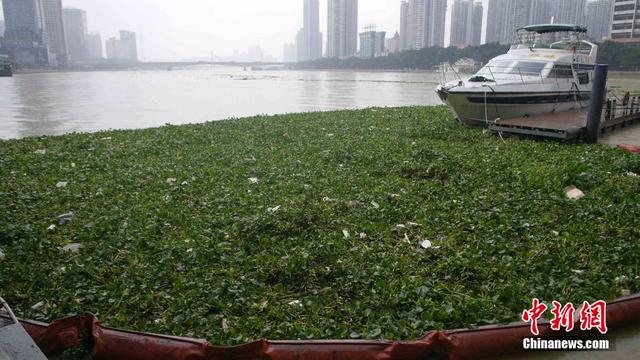 广东连日暴雨 水浮莲侵入珠江成灾