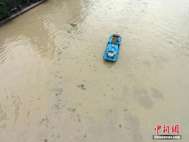 广东连日暴雨 水浮莲侵入珠江成灾