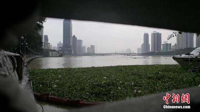 广东连日暴雨 水浮莲侵入珠江成灾