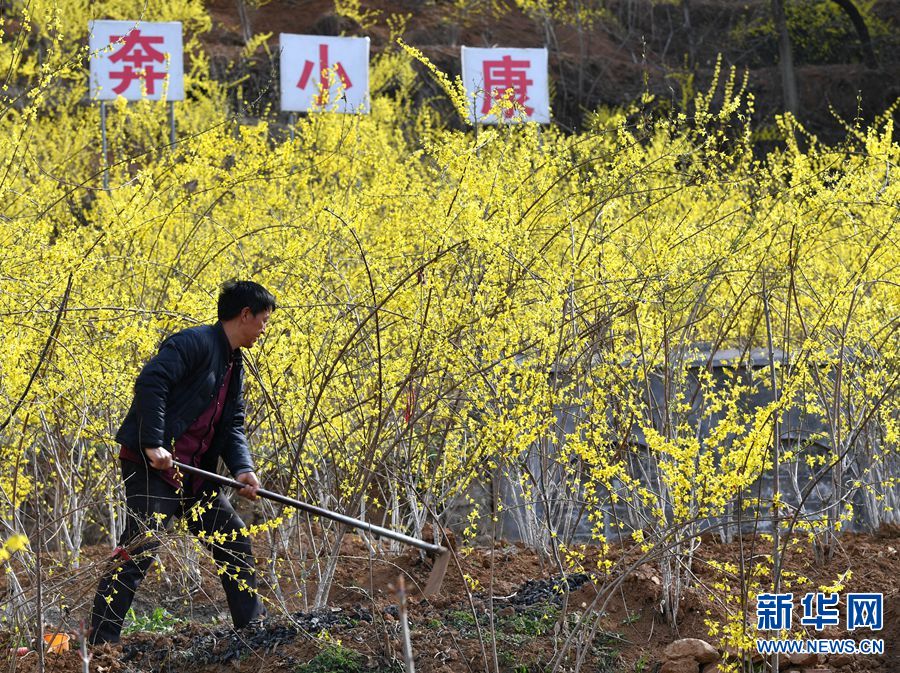 【焦点图-大图】【移动端-焦点图】【图说5】河南卢氏：连翘种植助农增收