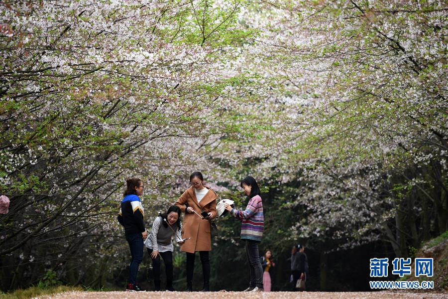 贵州贵安新区：樱花如雪春正好