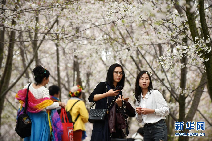 贵州贵安新区：樱花如雪春正好