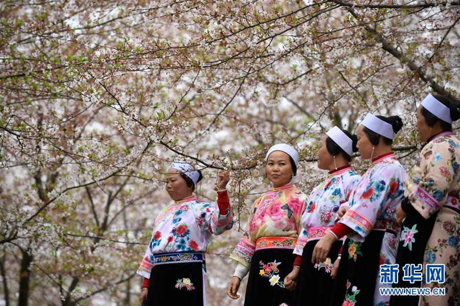 贵州贵安新区：樱花如雪春正好