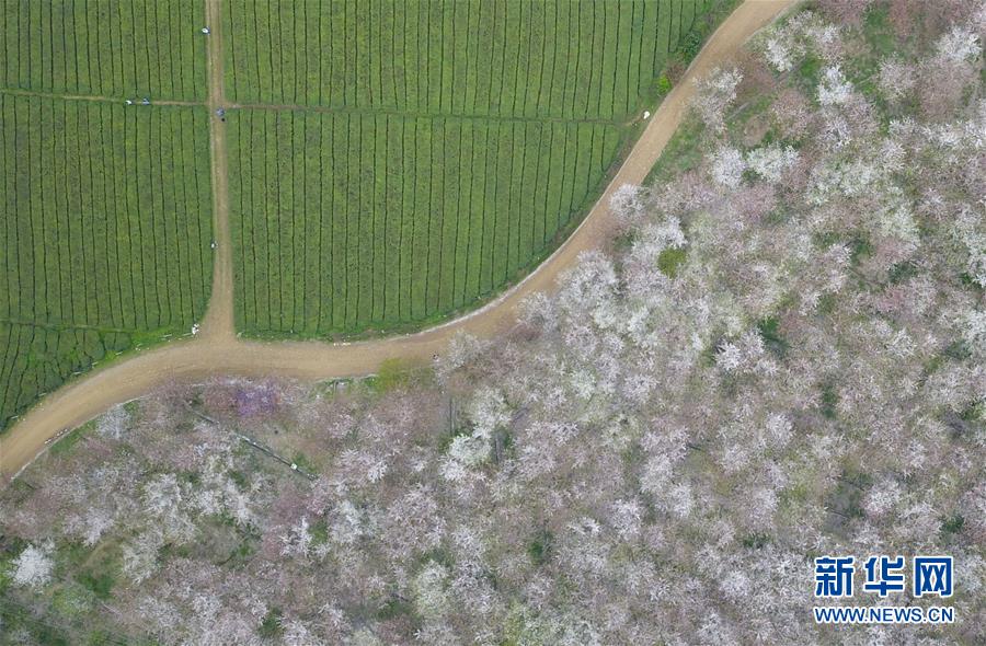 贵州贵安新区：樱花如雪春正好