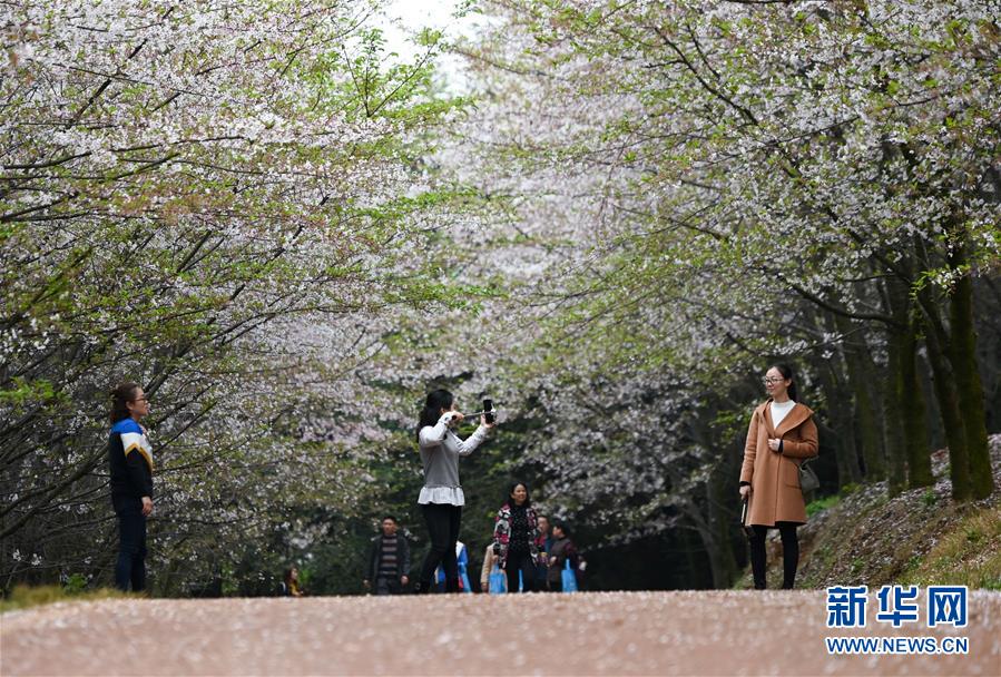 贵州贵安新区：樱花如雪春正好