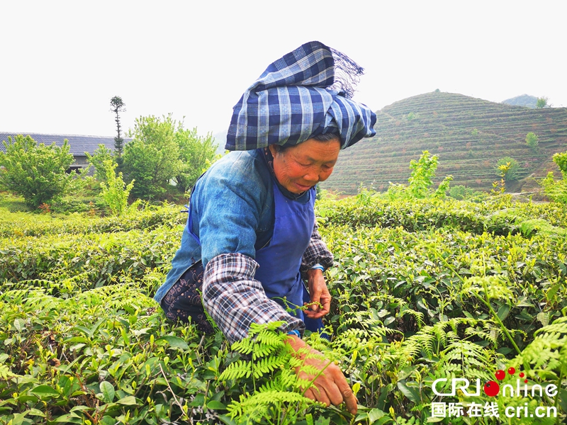 贵州镇宁：生态茶山添绿富民（组图）