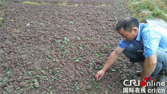 已过审【区县联动】【南川】南川太平场镇：大春旱灾减产 多种晚秋弥补【区县联动】南川太平场镇 旱灾减产多种晚秋弥补