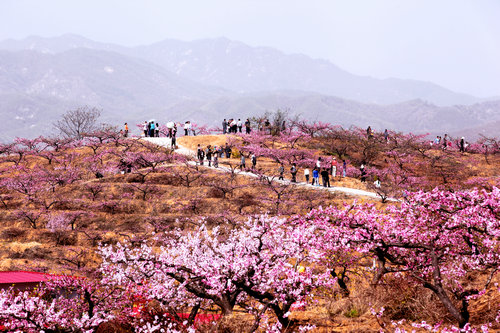 【河南供稿】河南鲁山县老庄村：千亩桃花开 贫困户绽笑颜