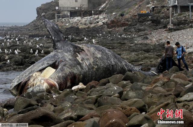 15米长灰鲸搁浅墨西哥海岸后死亡