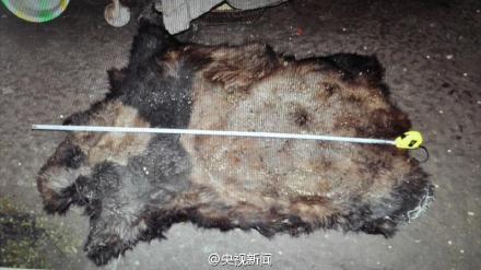 云南大熊猫遭猎杀 警方查获一张皮约20斤肉