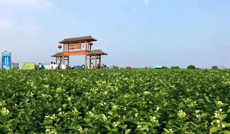 南宁横县：打好“三张牌” 构建文旅发展新格局