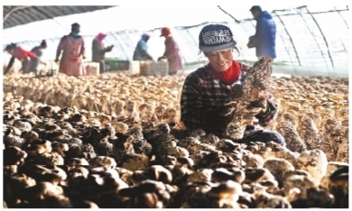 辽阳县落虎庄村：秸秆种香菇 环保又增收