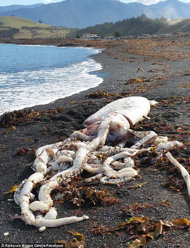 巨型鱿鱼现新西兰海滩 疑被更大生物害死