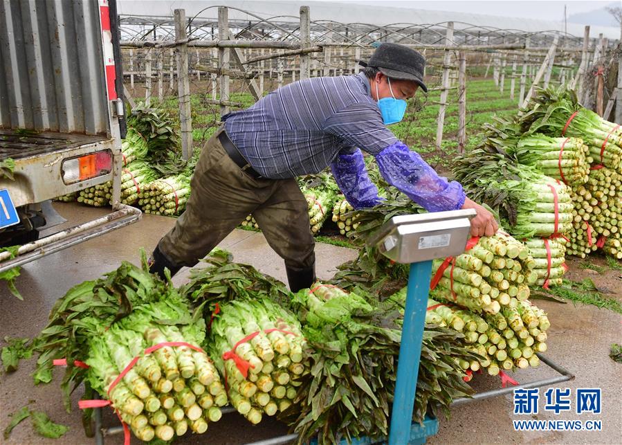 广西灵川：稳住群众“菜篮子”