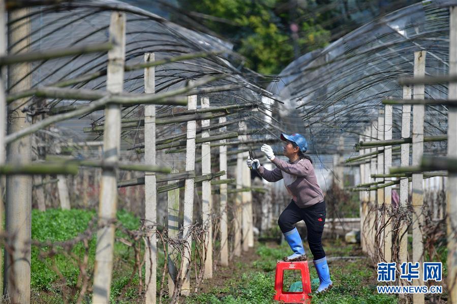 广西灵川：稳住群众“菜篮子”