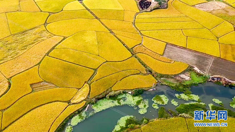 【“飞阅”中国】遍地金黄“丰”景如画