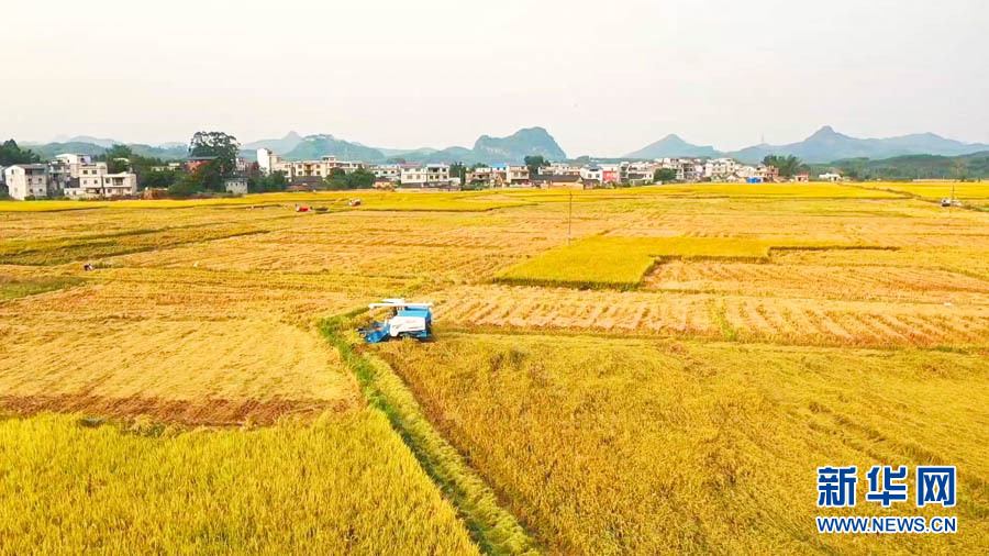 【“飞阅”中国】遍地金黄“丰”景如画